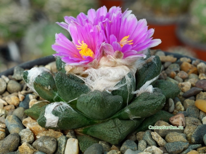 Ariocarpus fissuratus