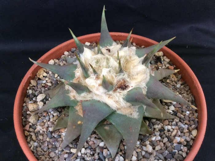 Ariocarpus retusus
