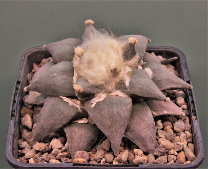 Ariocarpus retusus