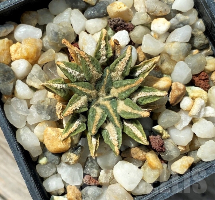 Ariocarpus kotschoubeyanus