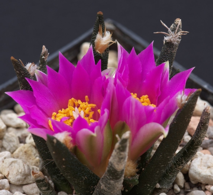 Ариокарпус кочубея