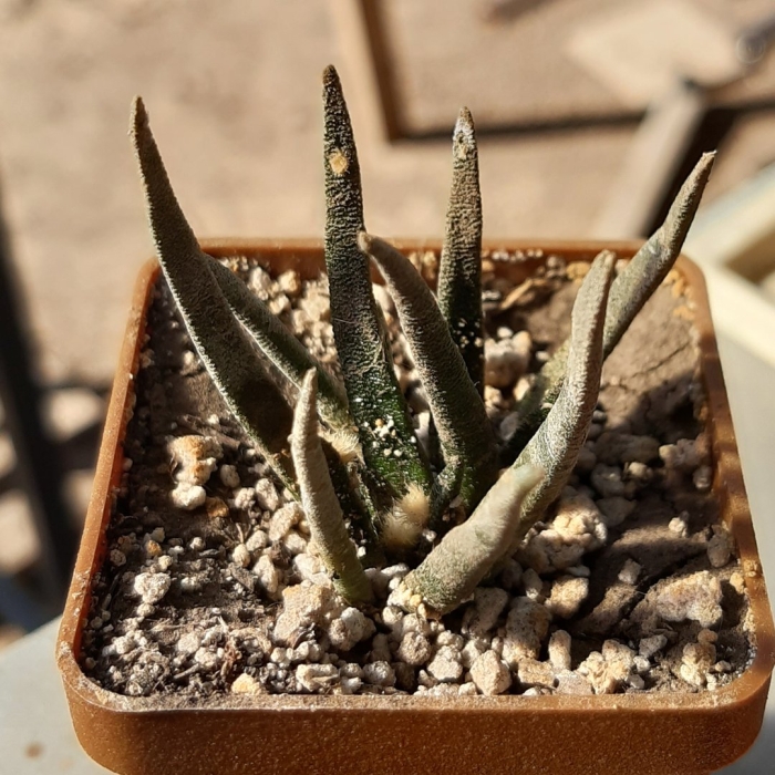 Хавортия мунстоун