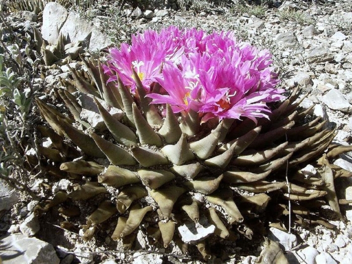 Ариокарпус кочубея