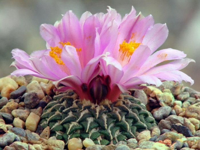 Ariocarpus bravoanus