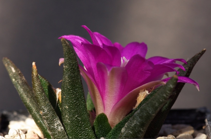 Ariocarpus bravoanus subsp hintonii