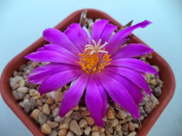 Ариокарпус кочубея