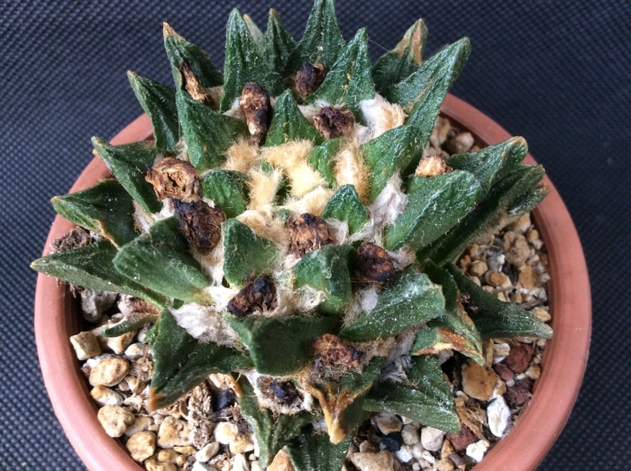 Ariocarpus scapharostrus