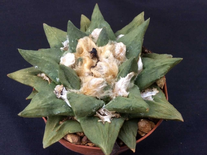 Ариокарпус тригонус