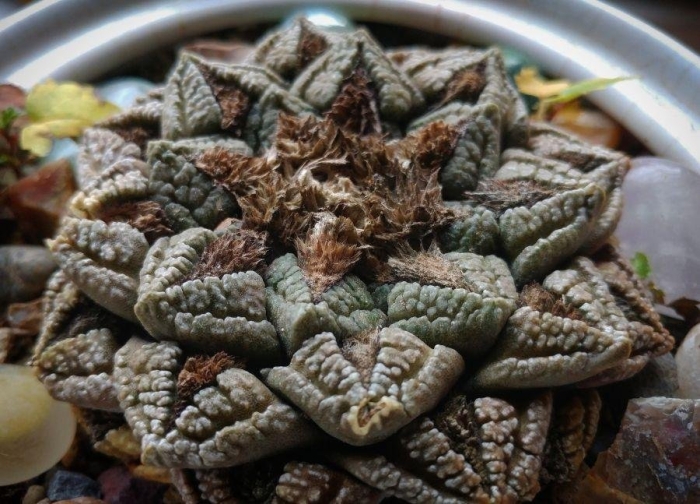 Ариокарпус фиссуратус