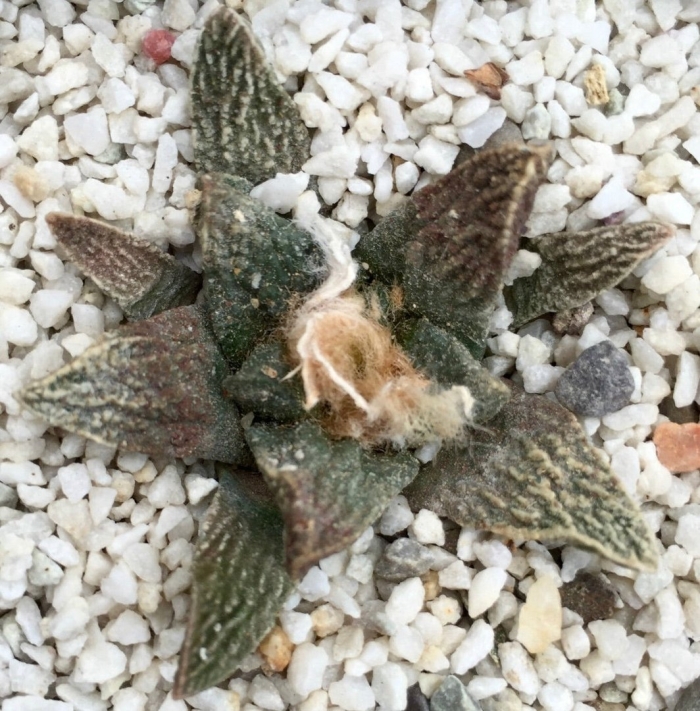 Ariocarpus scapharostrus