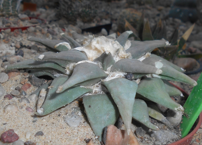 Ariocarpus scapharostrus