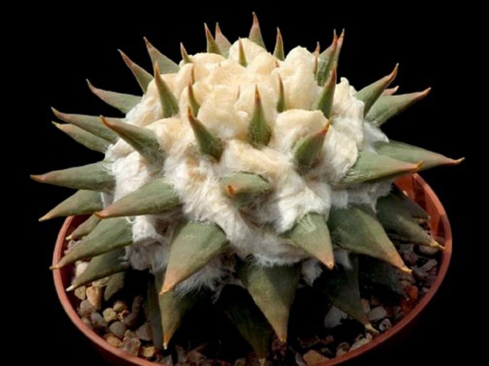 Ариокарпус кактус