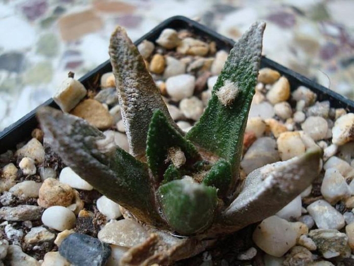 Ariocarpus bravoanus hintonii