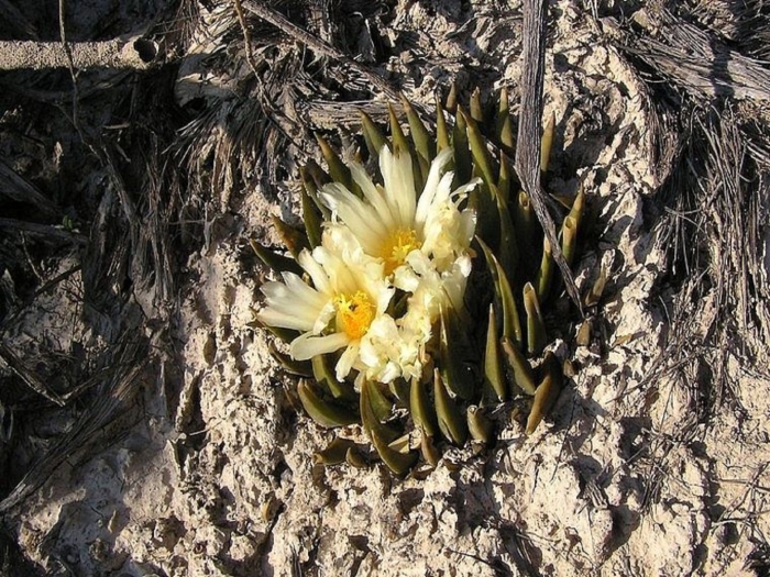 Astrophytum caput medusae