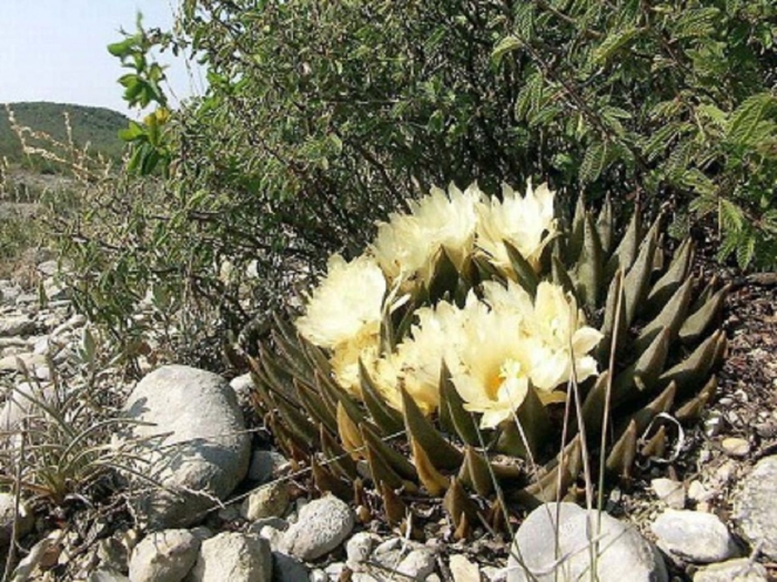 Ariocarpus trigonus