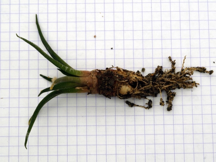 Фузариозная прикорневая гниль