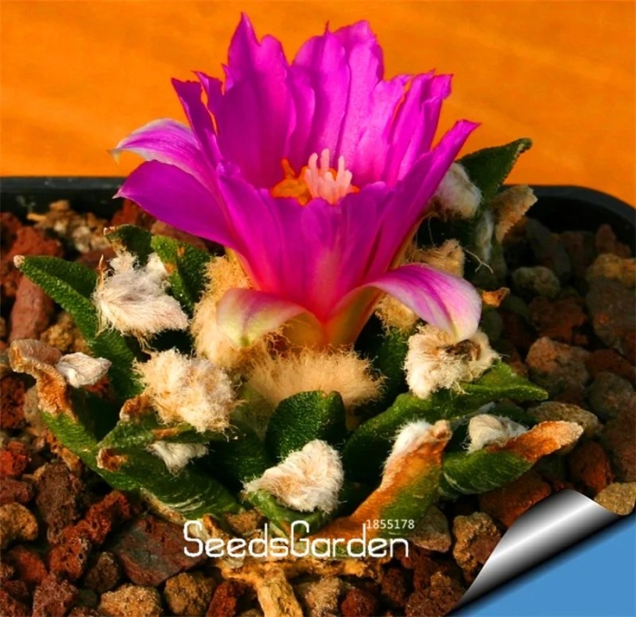 Ariocarpus kotschoubeyanus