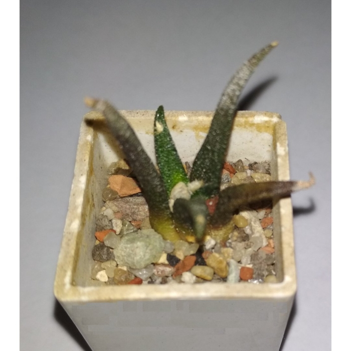 Ariocarpus scapharostrus