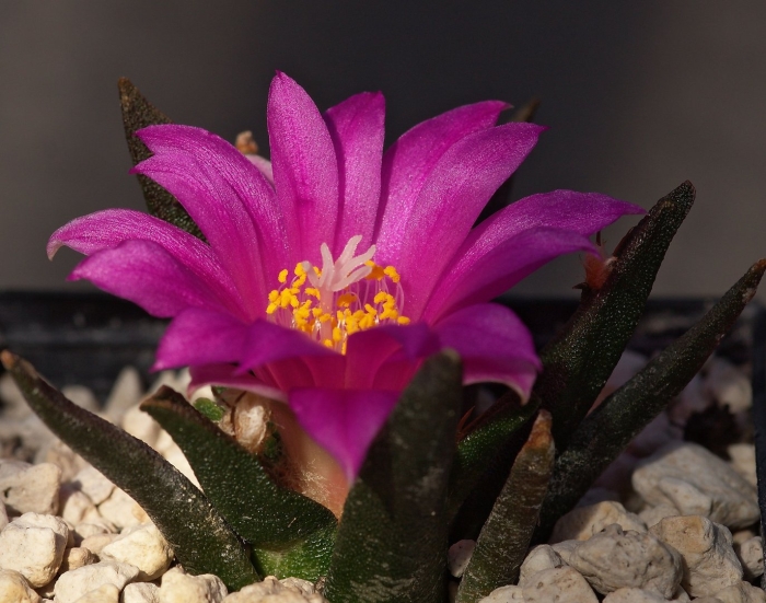 Ariocarpus agavoides