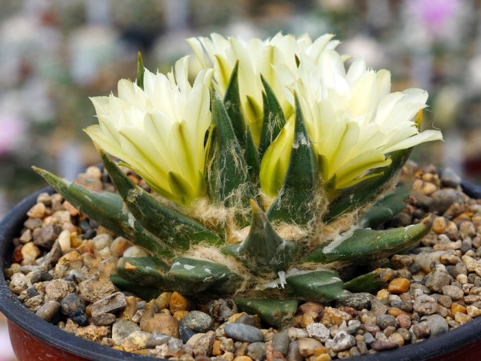 Ариокарпус тригонус элонгатус