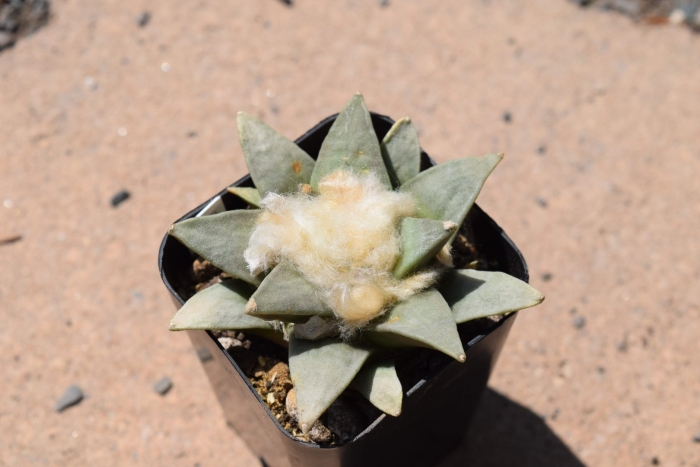 Ariocarpus retusus subsp trigonus