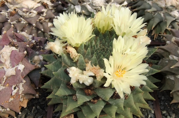 Ариокарпус тригонус