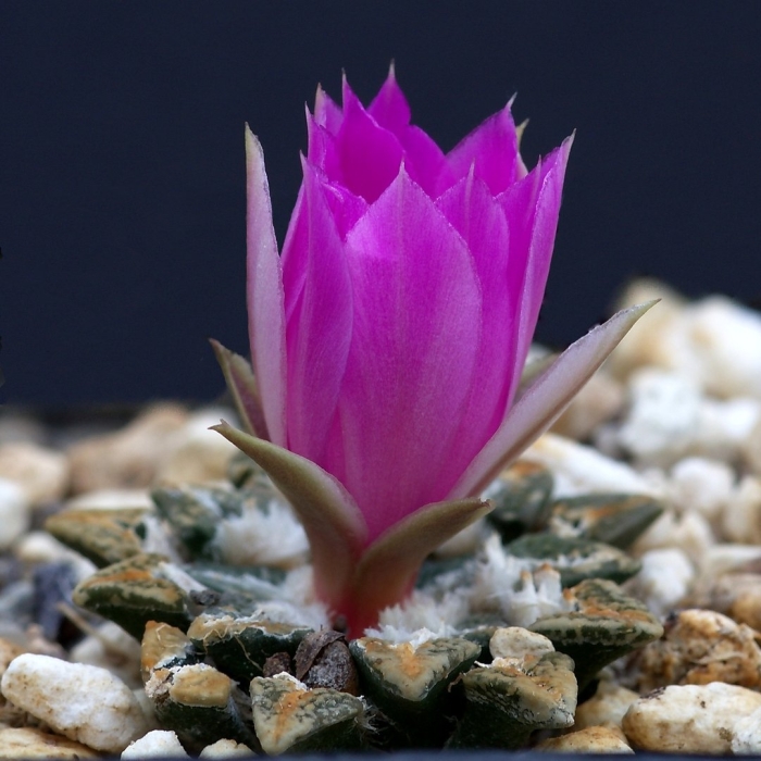 Ariocarpus kotschoubeyanus аріокарпус кочубея