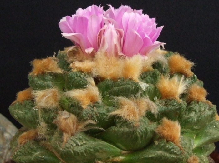 Ариокарпус fissuratus lloydii