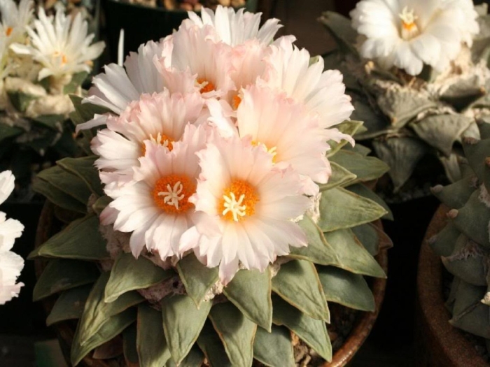 Ариокарпус притуплённый