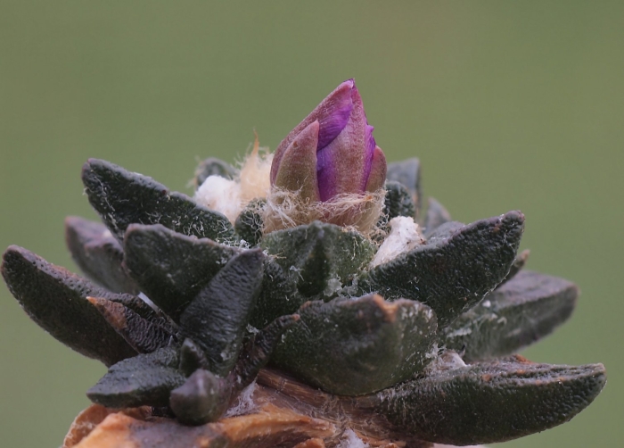 Ariocarpus scaphirostris