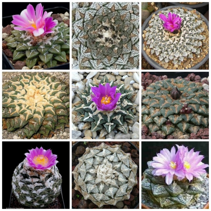 Кактус суккулент