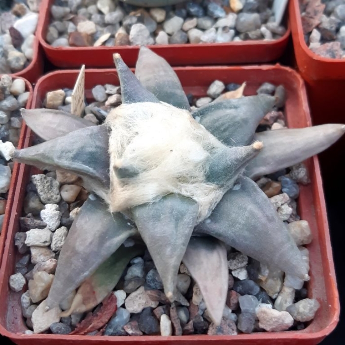 Ariocarpus trigonus