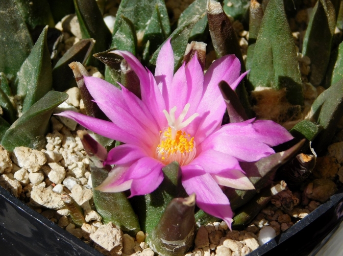 Turbinicarpus valdezianus