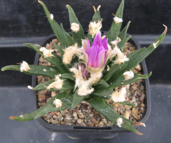 Ariocarpus agavoides rs 602