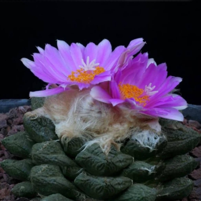 Ariocarpus bravoanus