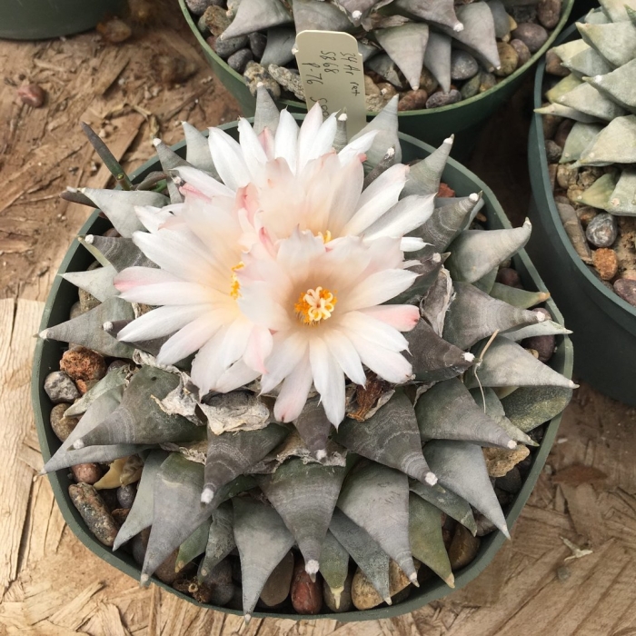 Ариокарпус ретузус