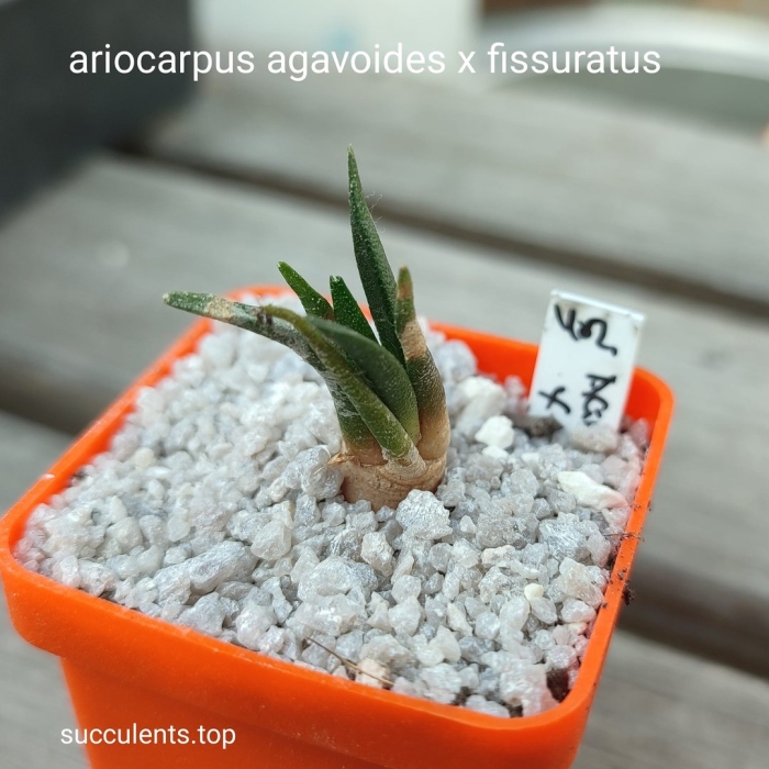 Ariocarpus agavoides