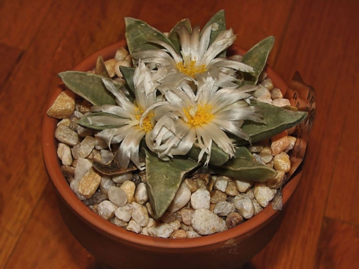 Turbinicarpus schmiedickeanus