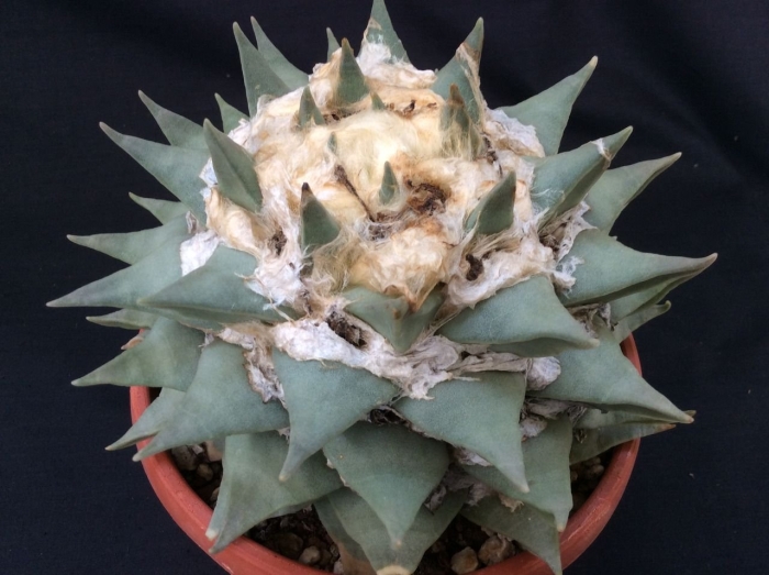 Ариокарпус ретузус