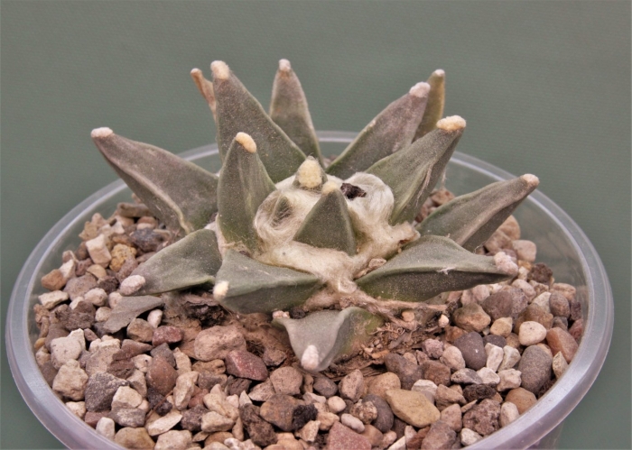 Ariocarpus retusus
