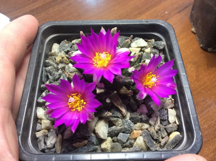 Маммиллярия bertholdii