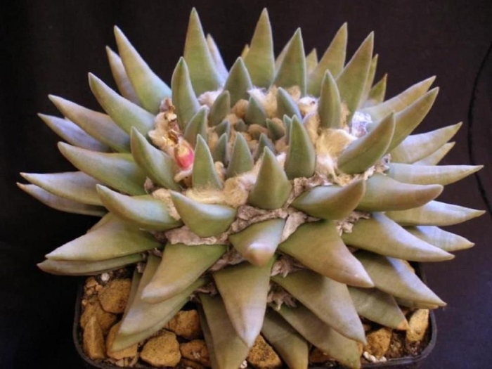 Ариокарпус тригонус