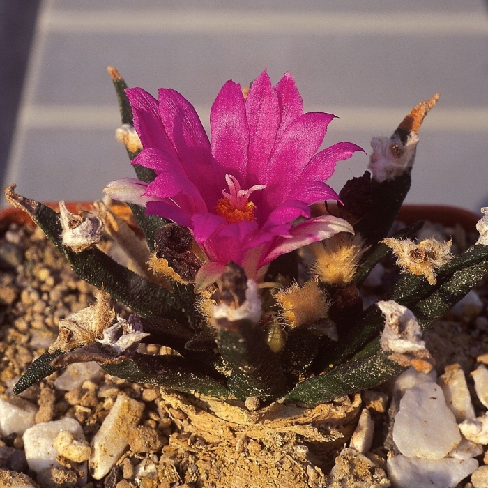 Ariocarpus kotschoubeyanus