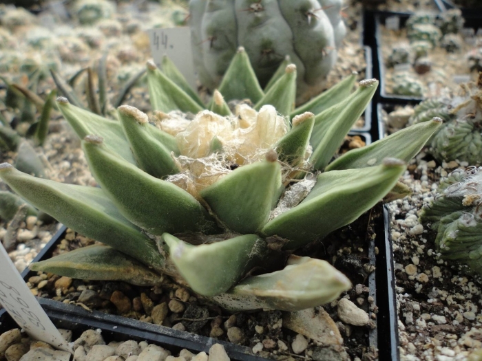 Ariocarpus retusus