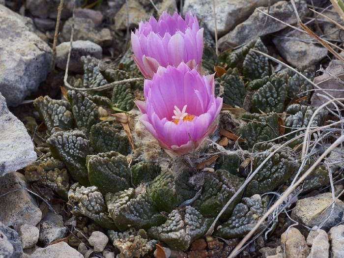 Ариокарпус растрескивающийся