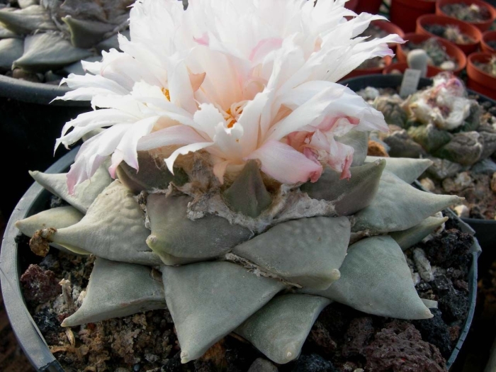 Ариокарпус ретузус