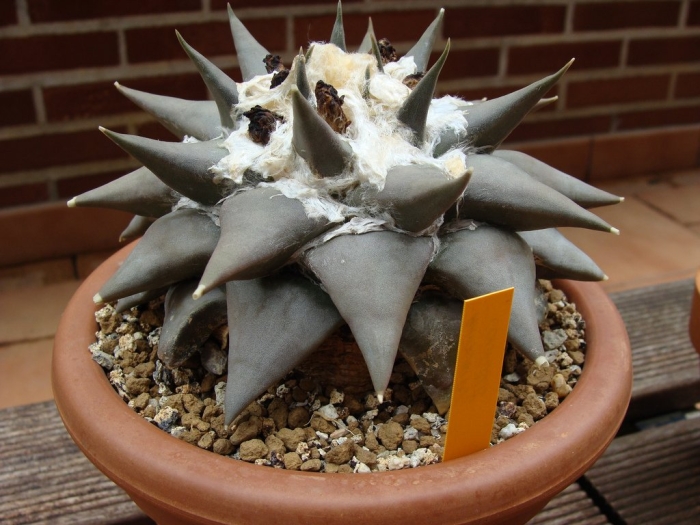 Ariocarpus confusus