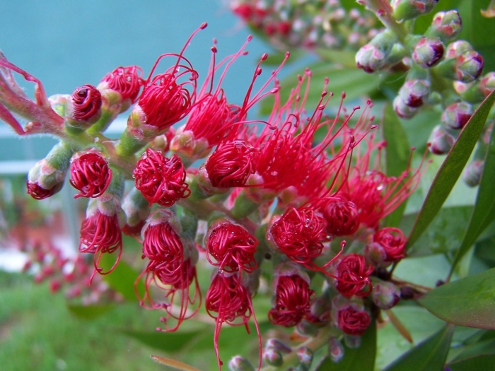 Каллистемон австралийский