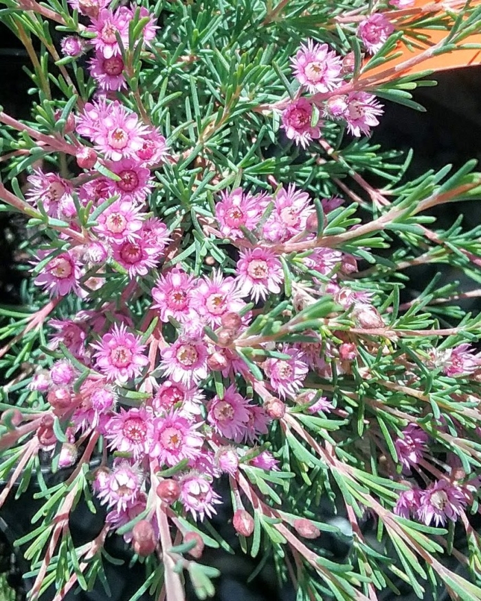 Verticordia plumosa
