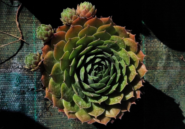 Sempervivum tectorum